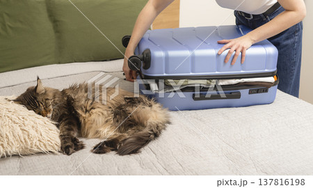 closing blue suitcase on bed while cat sleeps nearby. pressing luggage lid over packed clothes beside resting pet. Travel preparation, home routine, departure planning concept.. closing blue suitcase on bed while cat sleeps nearby. pressing luggage lid over packed clothes beside resting pet. Travel preparation, home routine, departure planning concept.. 137816198