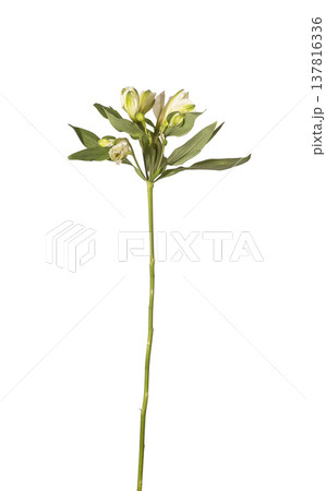 Peruvian lily stem isolated on white background, Single alstroemeria stem with pale cream buds and Peruvian lily stem isolated on white background, Single alstroemeria stem with pale cream buds and 137816336