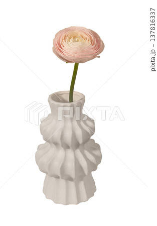 Pink ranunculus bloom with green stem stands in white modern textured ceramic vase isolated on white Pink ranunculus bloom with green stem stands in white modern textured ceramic vase isolated on white 137816337