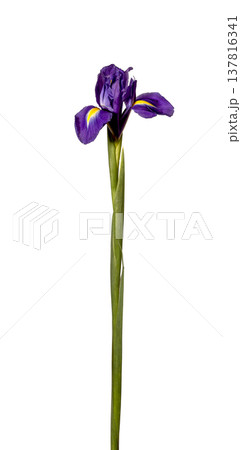 Purple iris flower isolated on white background. Single violet floral plant with long green stem Purple iris flower isolated on white background. Single violet floral plant with long green stem 137816341