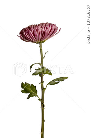 Single pink chrysanthemum with long stem and green leaves isolated on white background. Studio shot Single pink chrysanthemum with long stem and green leaves isolated on white background. Studio shot 137816357