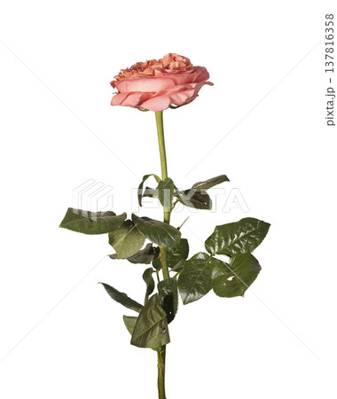 Single pink coral rose Rosa with green leaf and long stem stands isolated on white background. 137816358