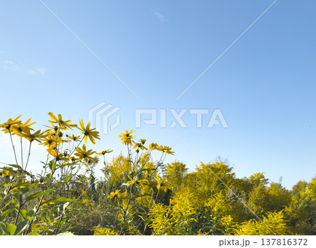 Wildflower and goldenrod meadow lines lower frame beneath wide blue sky. Sunlight enhances yellow Wildflower and goldenrod meadow lines lower frame beneath wide blue sky. Sunlight enhances yellow 137816372