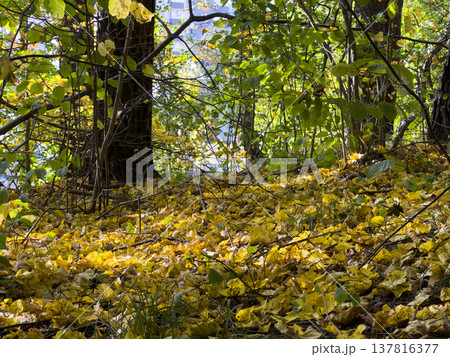 Yellow autumn leaves cover forest ground beneath green foliage and dark tree trunks. Sunlight Yellow autumn leaves cover forest ground beneath green foliage and dark tree trunks. Sunlight 137816377