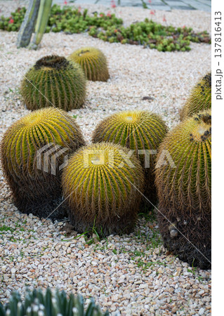 Golden barrel cacti growing in arid desert garden landscape, showing round succulents, thorny leaves, and gravel ground, representing drought tolerant nature and xeriscaping design Golden barrel cacti growing in arid desert garden landscape, showing round succulents, thorny leaves, and gravel ground, representing drought tolerant nature and xeriscaping design 137816413