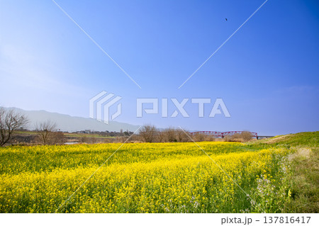 黄色い菜の花畑と赤い筑後川橋の風景 黄色い菜の花畑と赤い筑後川橋の風景 137816417