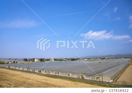 快晴の筑後平野とビニールハウスのある風景 快晴の筑後平野とビニールハウスのある風景 137816422