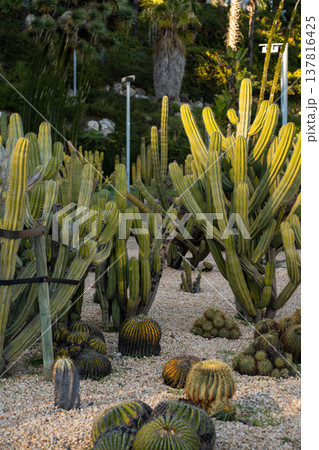 Desert garden showcasing various species of resilient cactus and succulent plants thriving in arid conditions, illuminated by warm natural light, symbolizing endurance and biodiversity Desert garden showcasing various species of resilient cactus and succulent plants thriving in arid conditions, illuminated by warm natural light, symbolizing endurance and biodiversity 137816425