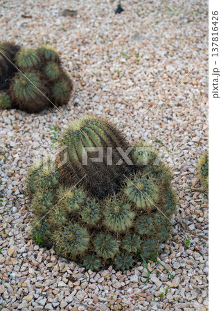 Barrel cactus growing with many small offset pups, thriving in a harsh desert environment, demonstrating resilience and adaptation on gravel ground Barrel cactus growing with many small offset pups, thriving in a harsh desert environment, demonstrating resilience and adaptation on gravel ground 137816426