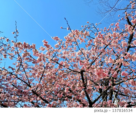伊豆のオオカンザクラ風景 137816534