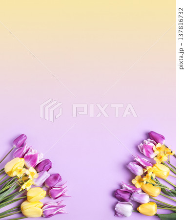 Spring flower of purple and yellow tulips and yellow daffodils on purple background with place for text. Copy space, mockup for special offers as advertising. Concept Valentine's Day, March 8th Spring flower of purple and yellow tulips and yellow daffodils on purple background with place for text. Copy space, mockup for special offers as advertising. Concept Valentine's Day, March 8th 137816732