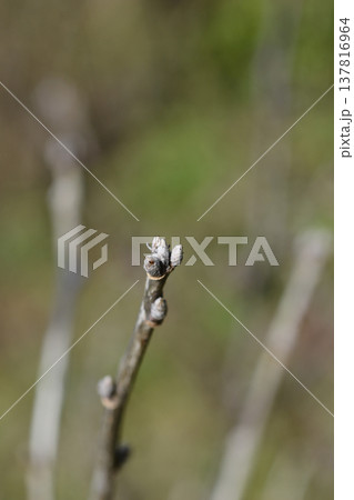 Red currant Red currant 137816964