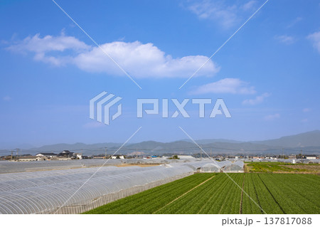 筑後平野にあるビニールハウスと麦畑の風景 137817088