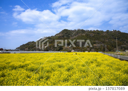 菜の花畑のある風景 菜の花畑のある風景 137817089