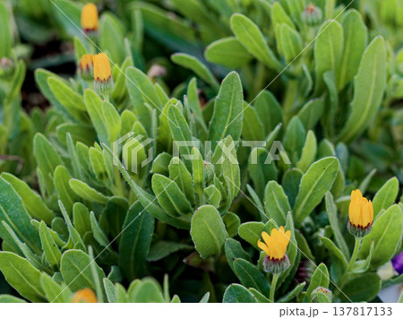 キク科キンセンカのオレンジ色の花 キク科キンセンカのオレンジ色の花 137817133