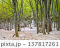 【山形県_鳥海ブルーライン】新緑と残雪の春の鳥海山麓　5月 137817261