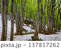 【山形県_鳥海ブルーライン】新緑と残雪の春の鳥海山麓　5月 137817262