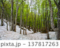 【山形県_鳥海ブルーライン】新緑と残雪の春の鳥海山麓　5月 137817263