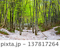 【山形県_鳥海ブルーライン】新緑と残雪の春の鳥海山麓　5月 137817264