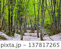 【山形県_鳥海ブルーライン】新緑と残雪の春の鳥海山麓　5月 137817265