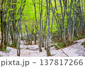 【山形県_鳥海ブルーライン】新緑と残雪の春の鳥海山麓　5月 137817266