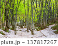 【山形県_鳥海ブルーライン】新緑と残雪の春の鳥海山麓　5月 137817267