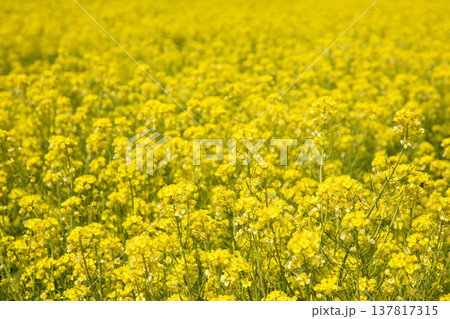 一面に広がる菜の花畑 137817315