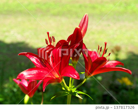 赤いユリの花 137817326