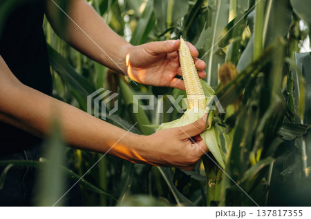 Corn in hands. Man is on the the agricultural field Corn in hands. Man is on the the agricultural field 137817355