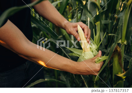 Man's hands are holding corn on the agricultural field Man's hands are holding corn on the agricultural field 137817357