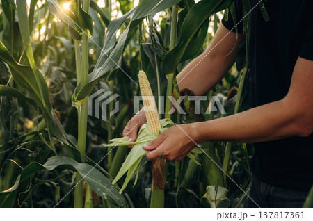 Quality control. Man's hands are holding corn on the agricultural field Quality control. Man's hands are holding corn on the agricultural field 137817361