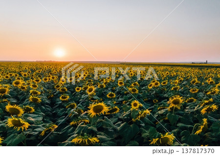 Evening sun dawn. Sunflowers growing on the agricultural field 137817370