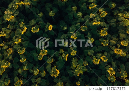 Top view of bunch of sunflowers on the agricultural field Top view of bunch of sunflowers on the agricultural field 137817373