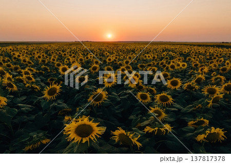 Evening sun dawn. Sunflowers growing on the agricultural field 137817378