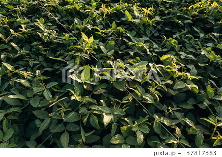 Soy on the agricultural field at daytime Soy on the agricultural field at daytime 137817383