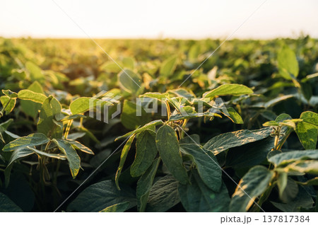 Soy on the agricultural field at daytime Soy on the agricultural field at daytime 137817384
