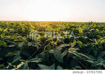 Plants are growing. Soy on the agricultural field at daytime 137817391