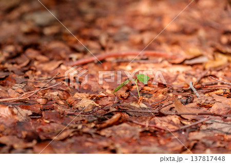 beautiful mushrooms under yellow, orange forest leaves beautiful mushrooms under yellow, orange forest leaves 137817448