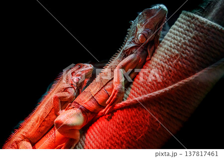 beautiful iguana lizard 137817461