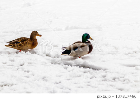 Ducks and drakes walk on snow and on a frozen lake 137817466