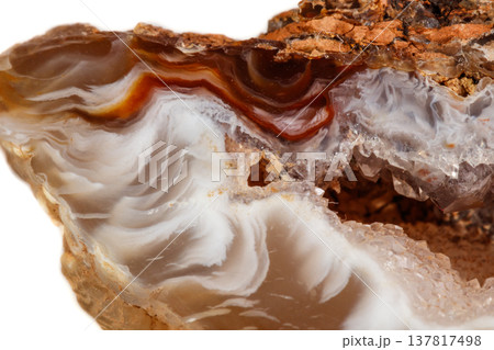 Macro mineral stone agate kidney gerbera on white background Macro mineral stone agate kidney gerbera on white background 137817498
