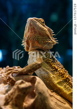 Beautiful Lizard Bearded Agama, Pogona vitticeps 137817519