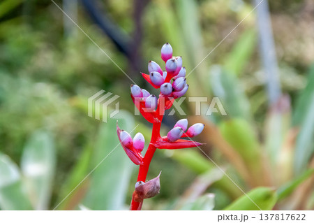 がくは赤紫色でエクメア・バイルバッヒーは着生植物 137817622