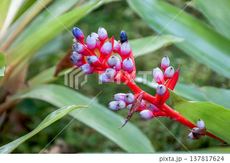 がくは赤紫色でエクメア・バイルバッヒーは着生植物 137817624