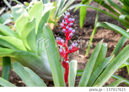 がくは赤紫色でエクメア・バイルバッヒーは着生植物 137817625