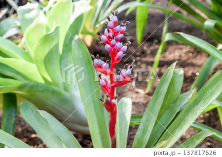 がくは赤紫色でエクメア・バイルバッヒーは着生植物 137817626