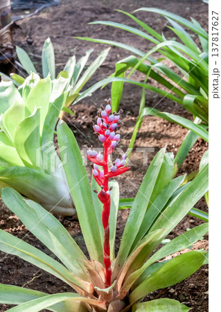 がくは赤紫色でエクメア・バイルバッヒーは着生植物 137817627