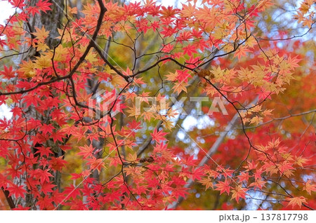 色づく紅葉の枝先 色づく紅葉の枝先 137817798
