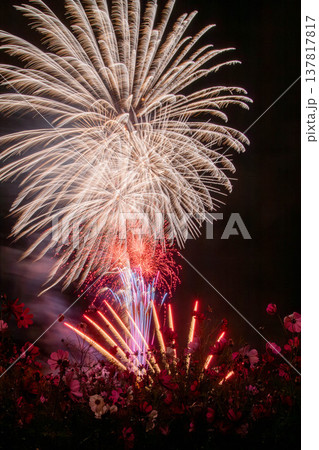 コスモス越しに咲く夜の花火 コスモス越しに咲く夜の花火 137817817