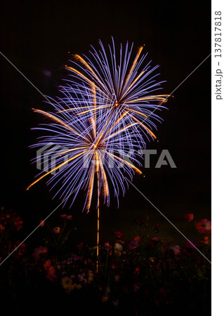 コスモス越しに咲く夜の花火 コスモス越しに咲く夜の花火 137817818